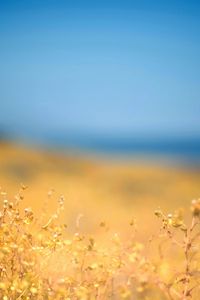 Превью обои трава, желтая, передний план, осень, небо, голубое, берег, полдень