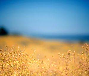 Превью обои трава, желтая, передний план, осень, небо, голубое, берег, полдень