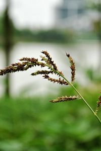 Превью обои травинка, макро, колос, размытие