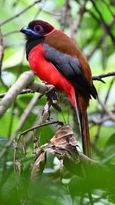 Превью обои трогон, птица, перья, ветки, листья, природа