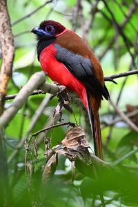 Превью обои трогон, птица, перья, ветки, листья, природа