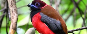 Превью обои трогон, птица, перья, ветки, листья, природа