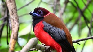 Превью обои трогон, птица, перья, ветки, листья, природа