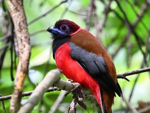 Превью обои трогон, птица, перья, ветки, листья, природа