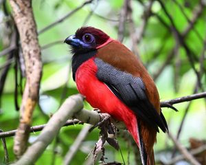 Превью обои трогон, птица, перья, ветки, листья, природа