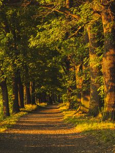 Превью обои тропа, аллея, деревья, солнечный свет, природа