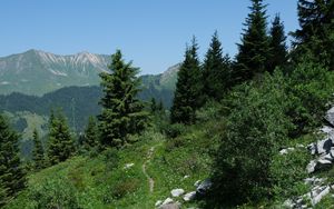 Превью обои тропа, деревья, горы, трава