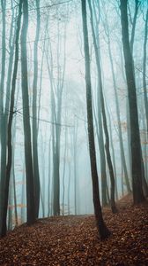 Превью обои тропа, деревья, лес, туман, опавшая листва, осень