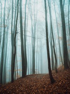 Превью обои тропа, деревья, лес, туман, опавшая листва, осень