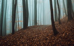 Превью обои тропа, деревья, лес, туман, опавшая листва, осень
