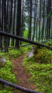 Превью обои тропа, деревья, лес, трава, бревно