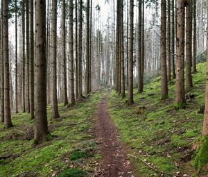 Превью обои тропа, деревья, лес, пейзаж