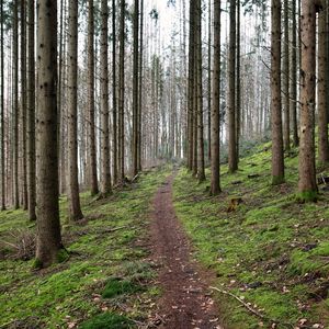 Превью обои тропа, деревья, лес, пейзаж