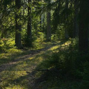 Превью обои тропа, деревья, лес, пейзаж, солнечный свет