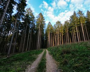 Превью обои тропа, деревья, лес, стволы, природа