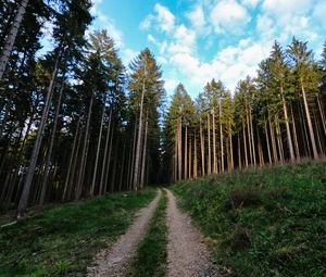 Превью обои тропа, деревья, лес, стволы, природа