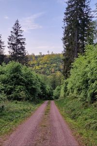 Превью обои тропа, деревья, лес, трава, пейзаж