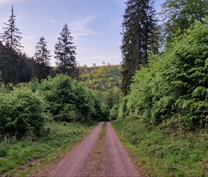 Превью обои тропа, деревья, лес, трава, пейзаж