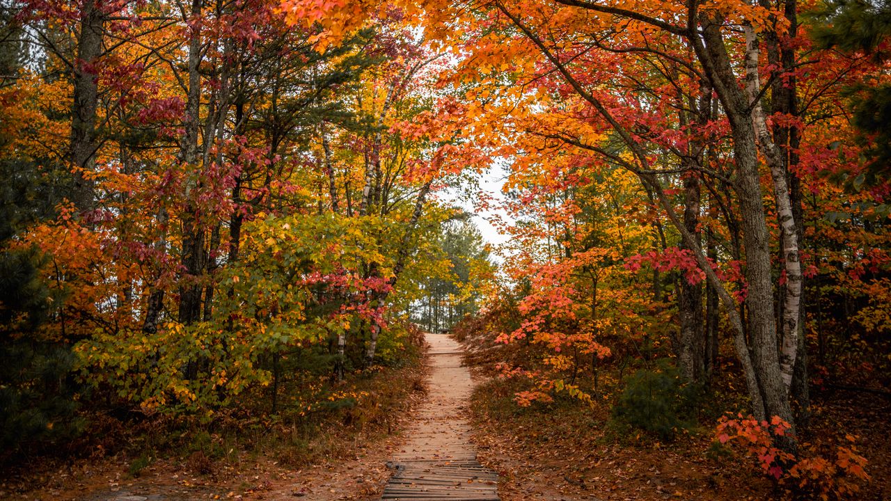 Обои тропа, деревья, листья, осень, лес, природа