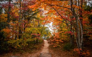 Превью обои тропа, деревья, листья, осень, лес, природа