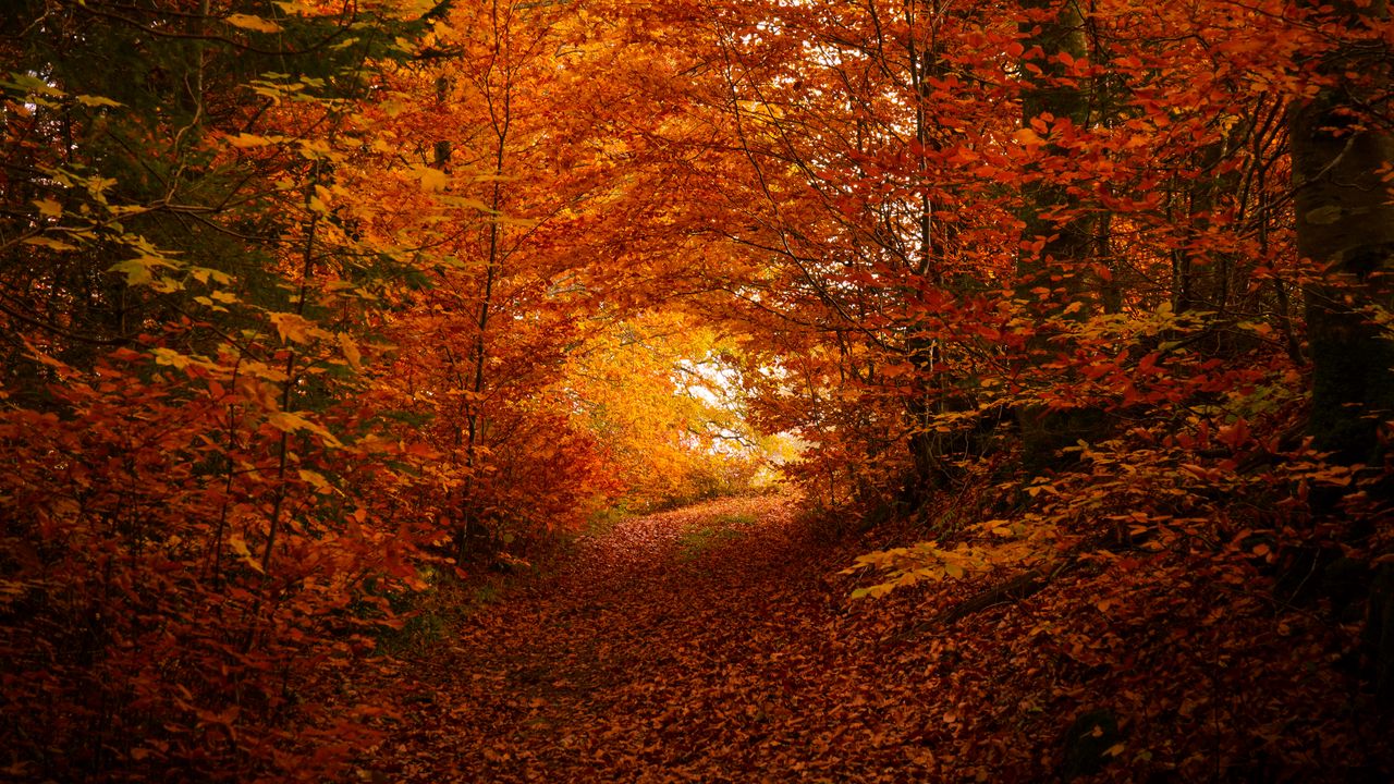 Обои тропа, деревья, листья, осень