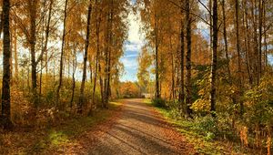 Превью обои тропа, деревья, опавшая листва, осень, природа, пейзаж