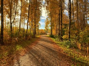 Превью обои тропа, деревья, опавшая листва, осень, природа, пейзаж
