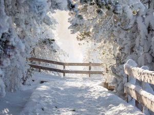 Превью обои тропа, деревья, снег, зима, белый, природа