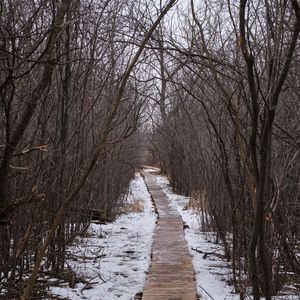 Превью обои тропа, деревья, снег, зима