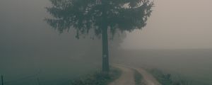 Превью обои тропа, дерево, туман, природа, пейзаж