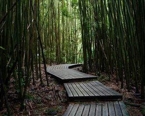 Превью обои тропа, доски, бамбук, деревья