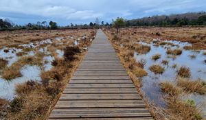 Превью обои тропа, доски, трава, вода, деревья, природа