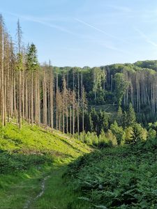 Превью обои тропа, холмы, деревья, природа