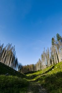 Превью обои тропа, холмы, деревья, пейзаж