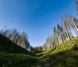 Превью обои тропа, холмы, деревья, пейзаж