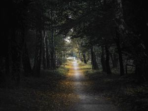 Превью обои тропа, лес, березы, деревья, листья, темный