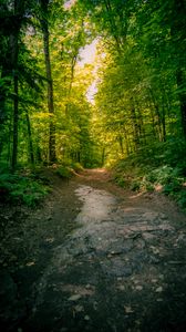 Превью обои тропа, лес, деревья, природа