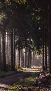 Превью обои тропа, лес, деревья, бревна