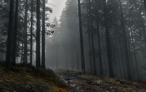 Превью обои тропа, лес, деревья, туман, темный