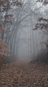 Превью обои тропа, лес, деревья, туман, листья, осень