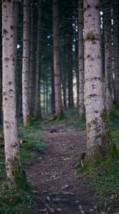 Превью обои тропа, лес, деревья, стволы, природа