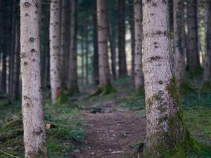 Превью обои тропа, лес, деревья, стволы, природа