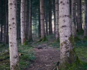 Превью обои тропа, лес, деревья, стволы, природа