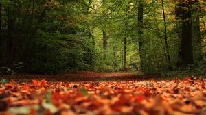 Превью обои тропа, лес, деревья, листья, осень, природа