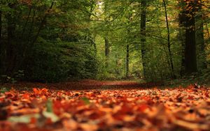 Превью обои тропа, лес, деревья, листья, осень, природа