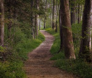 Превью обои тропа, лес, деревья, трава, природа