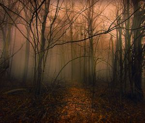 Превью обои тропа, лес, деревья, туман, осень, листья