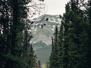 Превью обои тропа, лес, горы, деревья, пейзаж