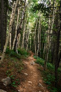 Превью обои тропа, лес, камни, деревья