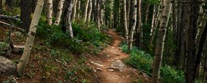 Превью обои тропа, лес, камни, деревья